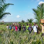 Dolcetto, il covid non ferma il progetto dell'ananas biologico in Togo