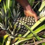 Nuove vie per la cooperazione e lo sviluppo delle filiere agricole in Togo