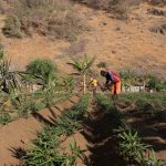 Terra di Valore: innovazione e inclusione di donne e giovani nelle catene di valore agroalimentari a Capo Verde in modo partecipativo e cooperativo