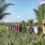 Rafforzamento della filiera agro-industriale di Dolcetto: l’ananas biologico del Togo