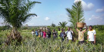 Rafforzamento della filiera agro-industriale di Dolcetto: l’ananas biologico del Togo