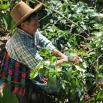 Rafforzare le capacità del Coordinatore dei Piccoli Produttori di Commercio Equo in Guatemala per accedere ai mercati e promuovere una crescita economica inclusiva