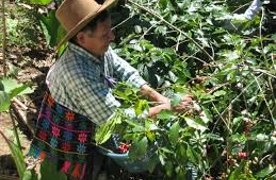 Rafforzare le capacità del Coordinatore dei Piccoli Produttori di Commercio Equo in Guatemala per accedere ai mercati e promuovere una crescita economica inclusiva