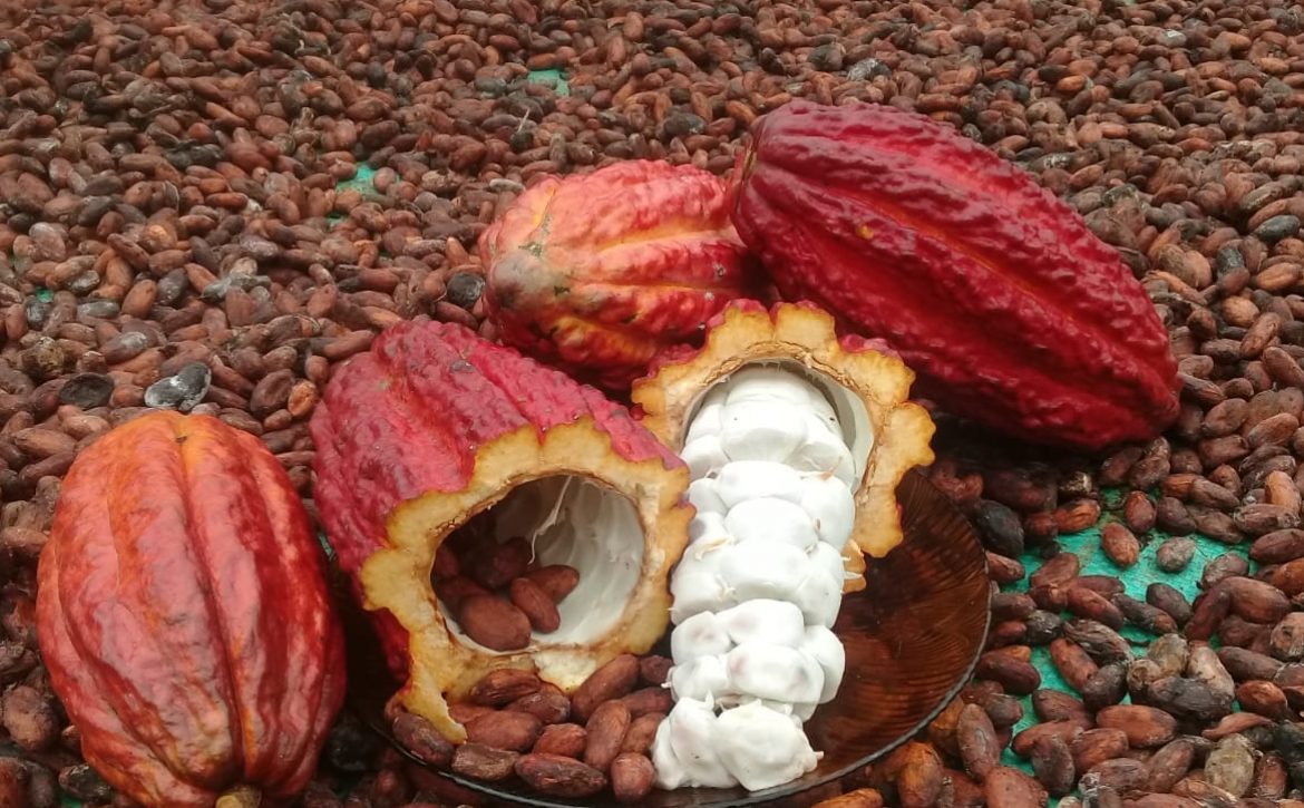 cacao1 (1)