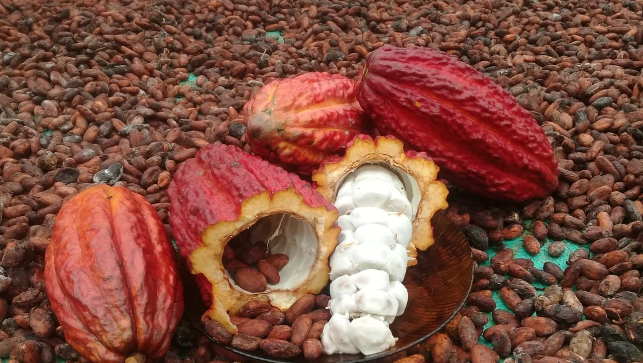 cacao1-1