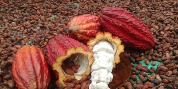 CoLoRes: Comunità Locali Resilienti. Donne e giovani costruiscono economie sostenibili e solidali a sostegno del processo di pace in Colombia.